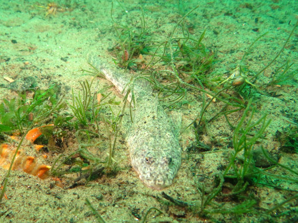 Angara Baikalsee