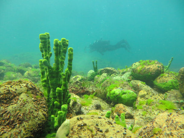 Baikal Sponge