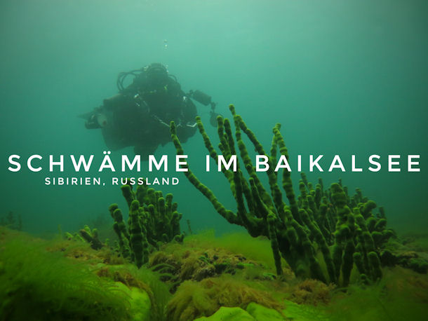 Schwmme Baikalsee