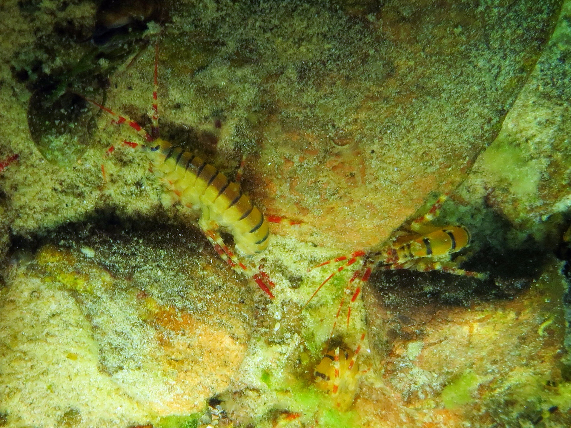 Eulimnogammarus maackii