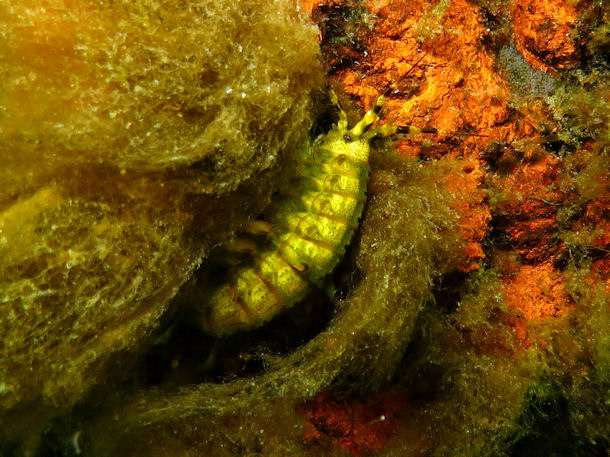 Eulimnogammarus verrucosus