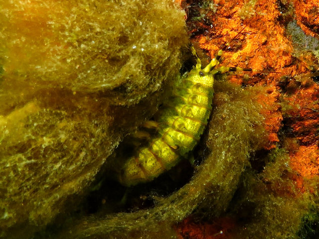 Flohkrebse im Baikalsee