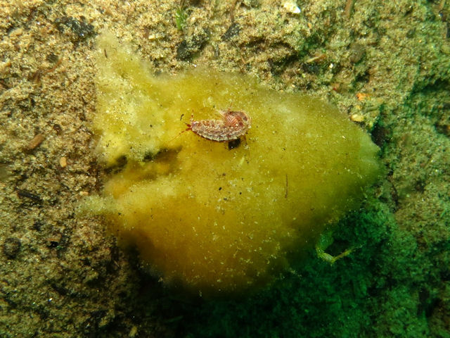 Flohkrebse im Baikalsee