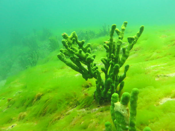 Lubomirskia baicalensis