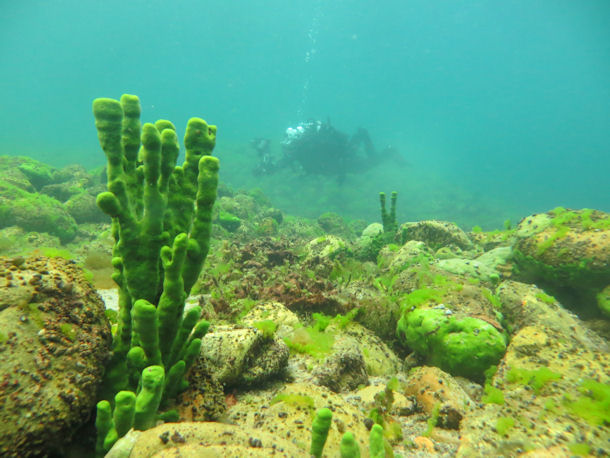 Baikalschwamm Lubomirskia baicalensis