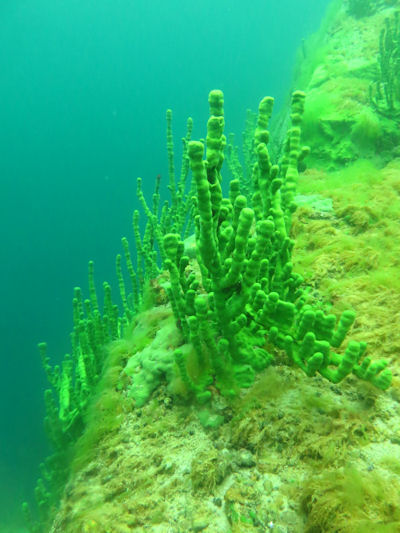 Lubomirskia baicalensis