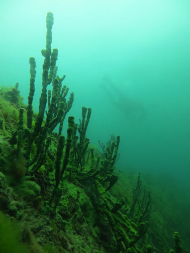 Baikalschwmme im Baikalsee