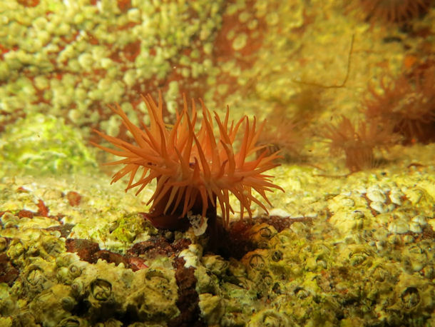 Actinia equina