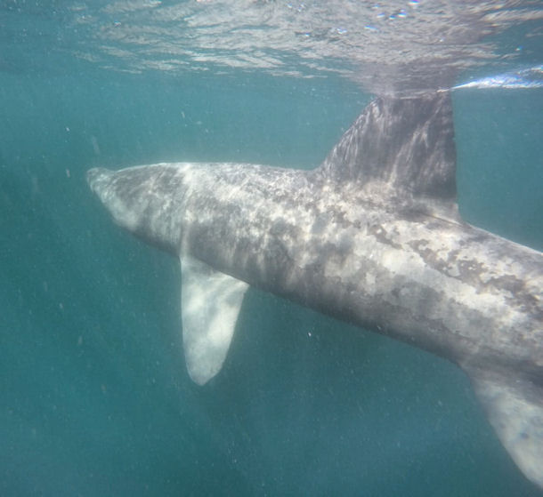 Basking Shark Scotland