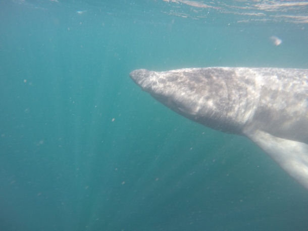 Basking Shark Scotland