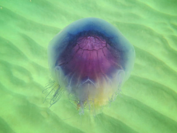 Cyanea lamarckii