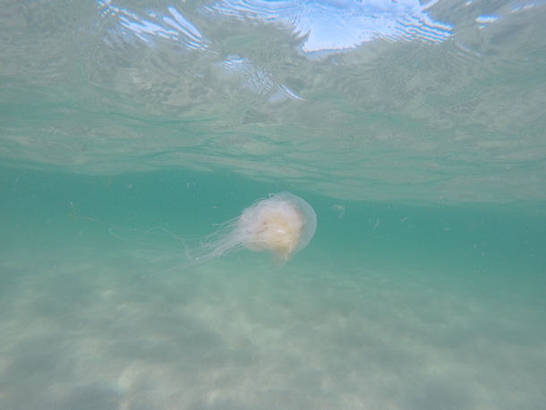 Cyanea lamarckii