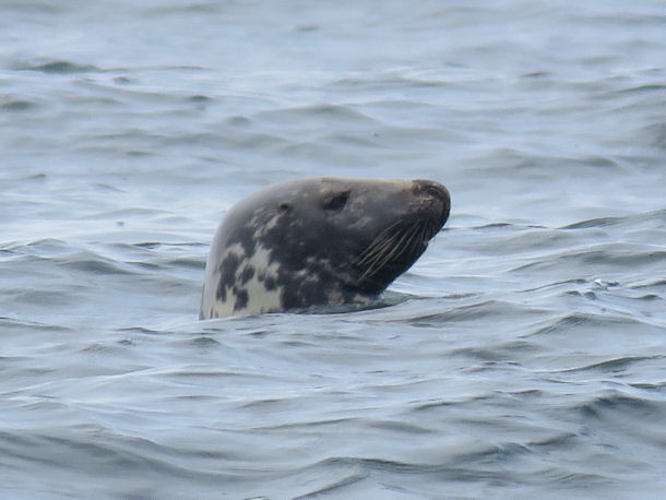 Kegelrobbe Halichoerus grypus