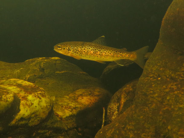 Bachforelle Salmo trutta fario