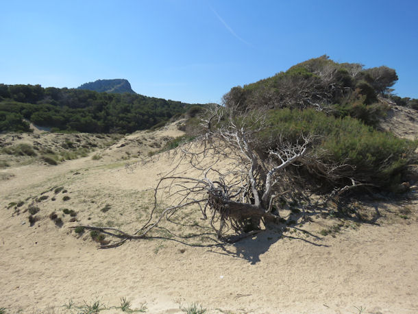 Dünenlandschaft an der Cala Mesquida