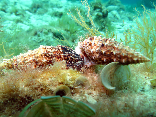 Cerithium vulgatum