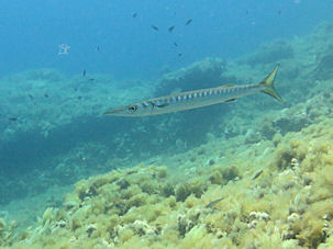Barrakuda