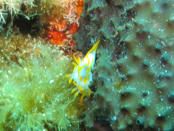 Polycera quadrilineata