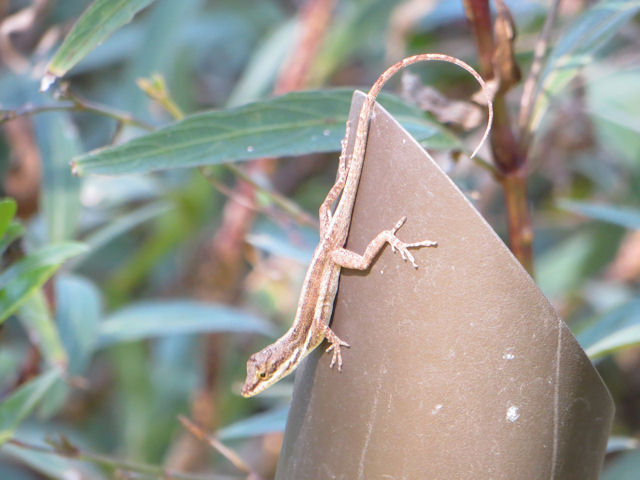 Anolis schwartzi