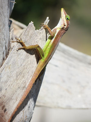 Anolis schwartzi