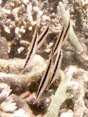 Aeoliscus strigatus