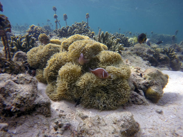 Amphiprion akallopisos