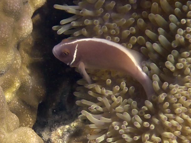 Amphiprion perideraion