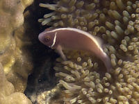 Amphiprion perideraion