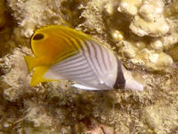 Falterfische Chaetodon auriga