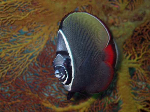 Chaetodon collare