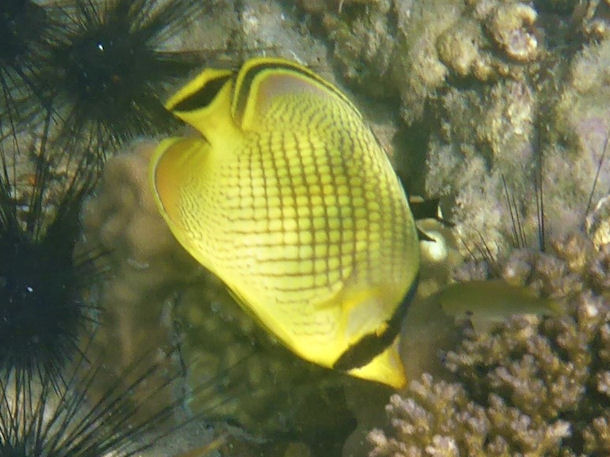 Chaetodon rafflesi