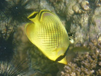 Chaetodon rafflesi