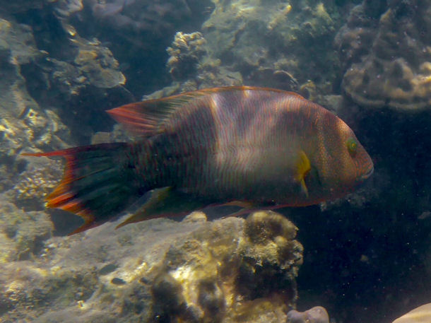 Cheilinus trilobatus