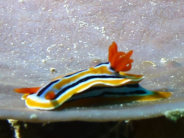 Chromodoris hamiltoni