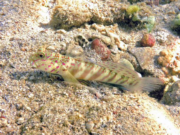 Cryptocentrus lepthocephalus