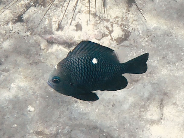 Dascyllus trimaculatus