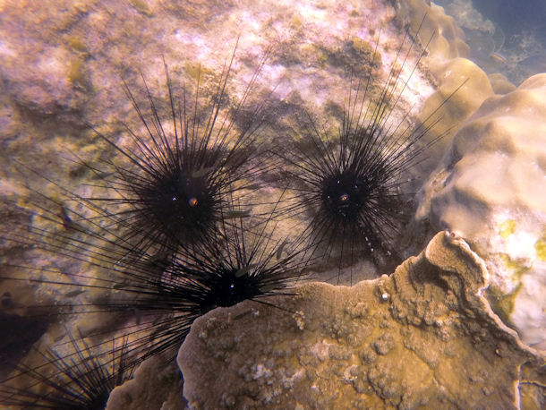 Diademseeigel Echinothrix diadema