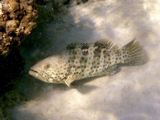 Epinephelus bleekeri