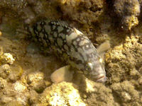 Epinephelus erythrurus