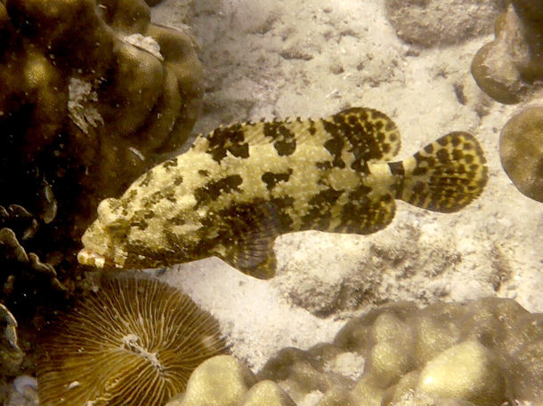 Epinephelus fuscoguttatus