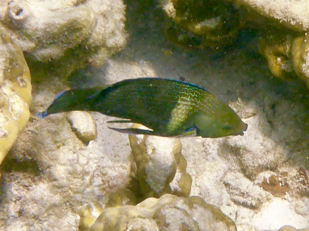 Labrichthys unilineatus