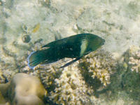 Labrichthys unilineatus