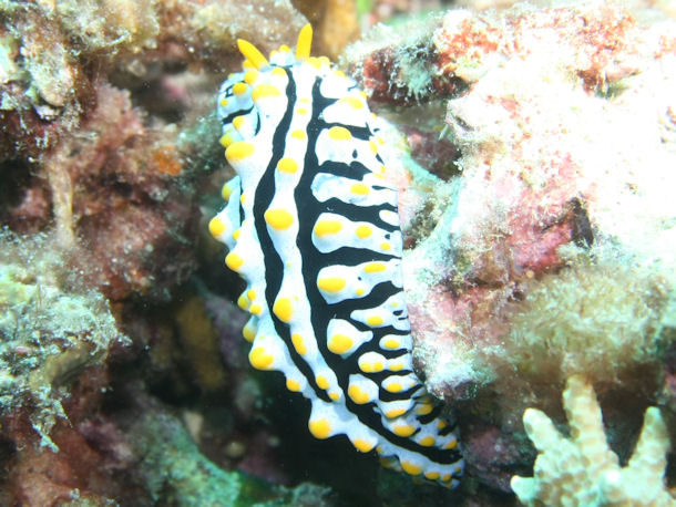 Phyllidia varicosa