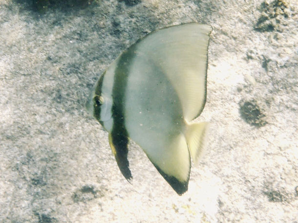 Platax orbicularis