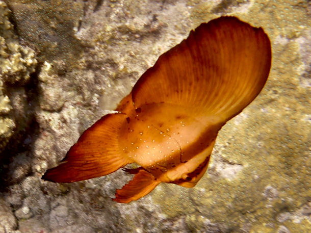 Platax orbicularis