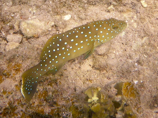 Plectropomus maculatus