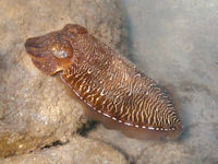 Sepia aculeata