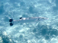 Sphyraena barracuda