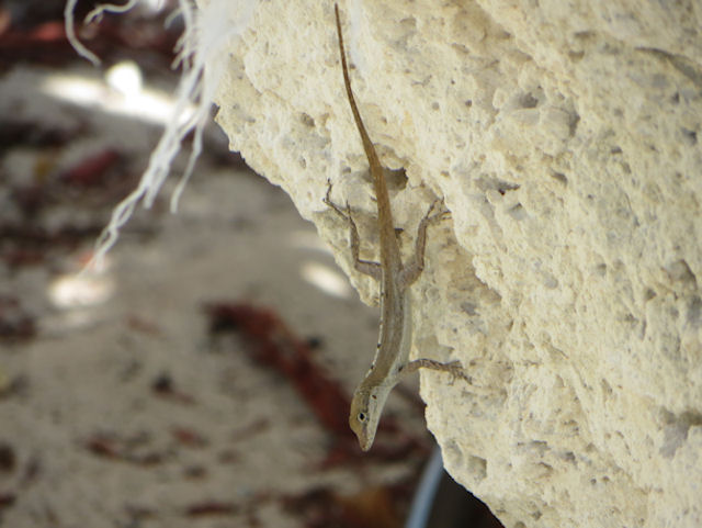 Anolis scriptus