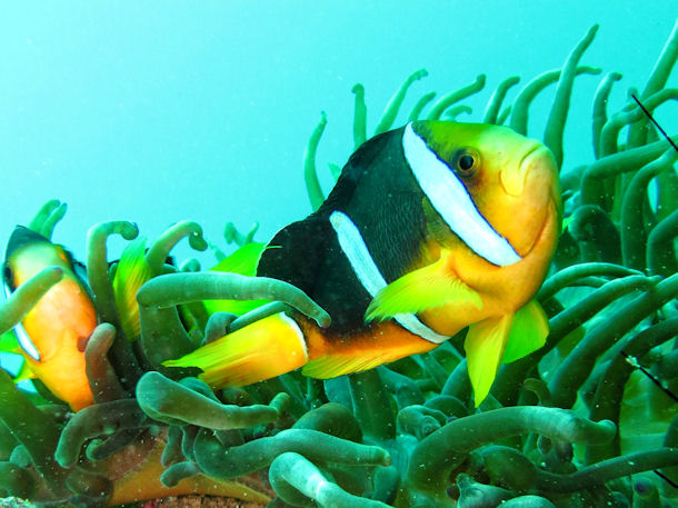 Amphiprion omanensis